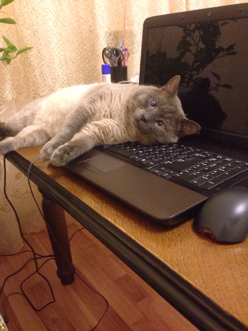 Сначала погладьте котика, потом ноутбук