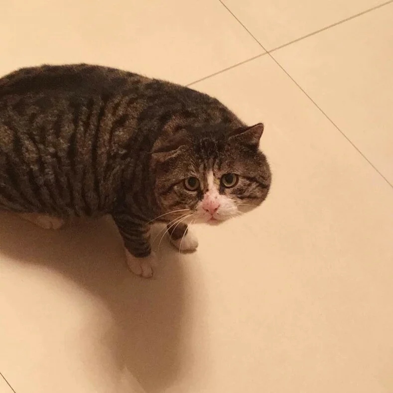 Я не Колбас Колбасович, я Мурзик