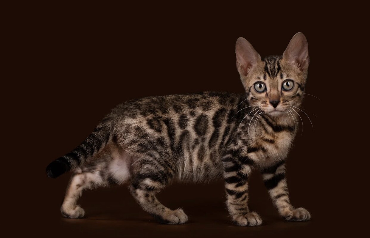 Спите спокойно, у меня всё под контролем