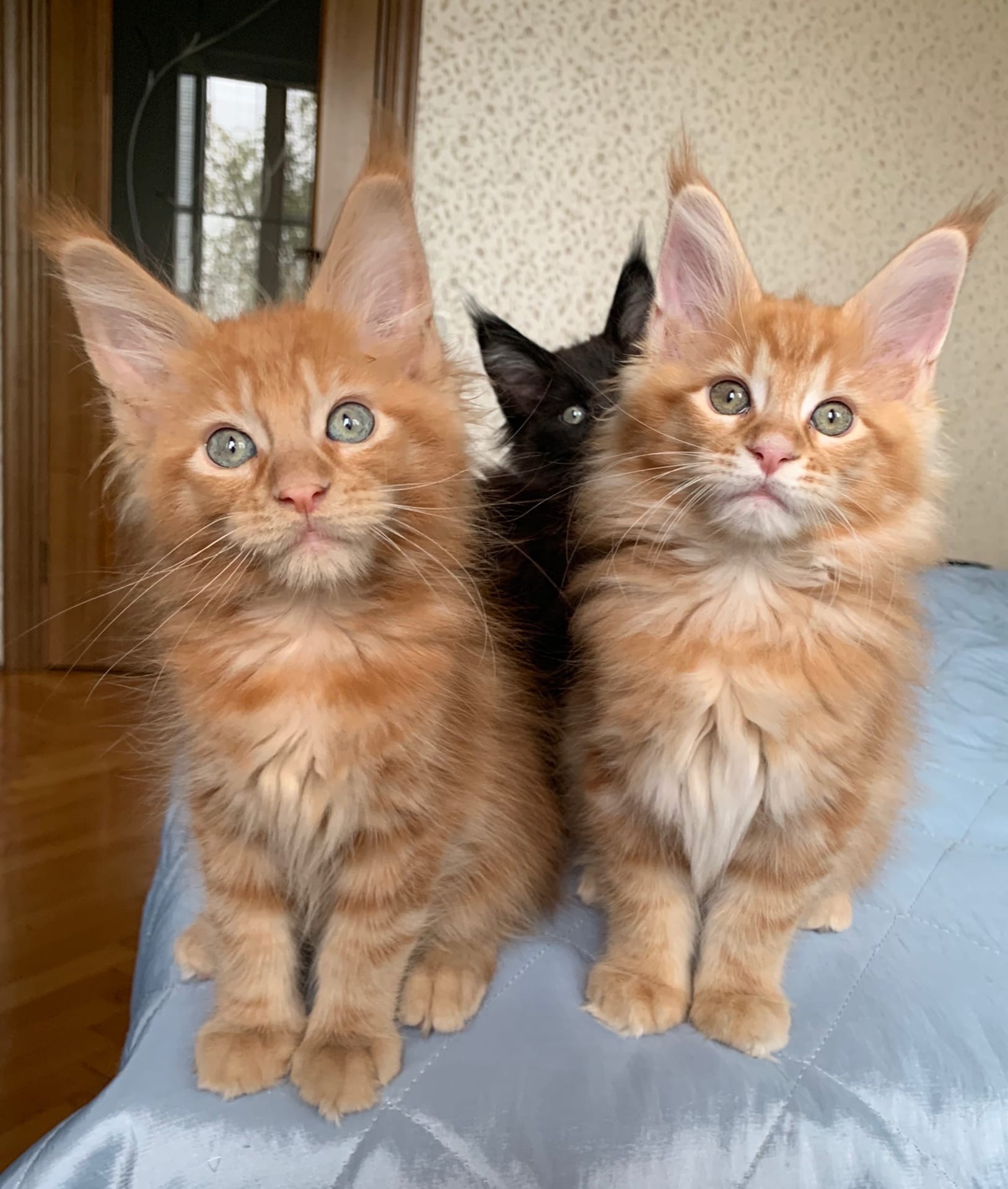 Любопытная братва