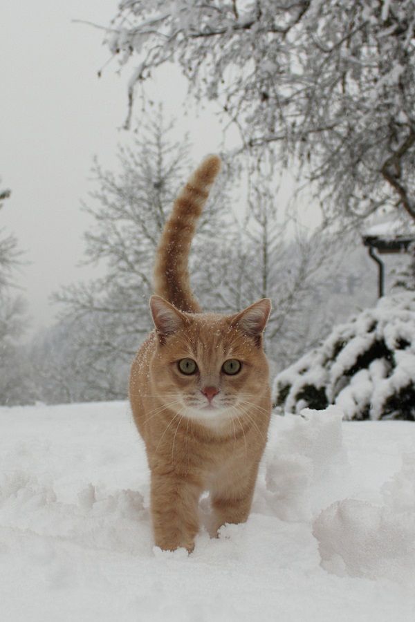 Такая снежная зима мне нравится