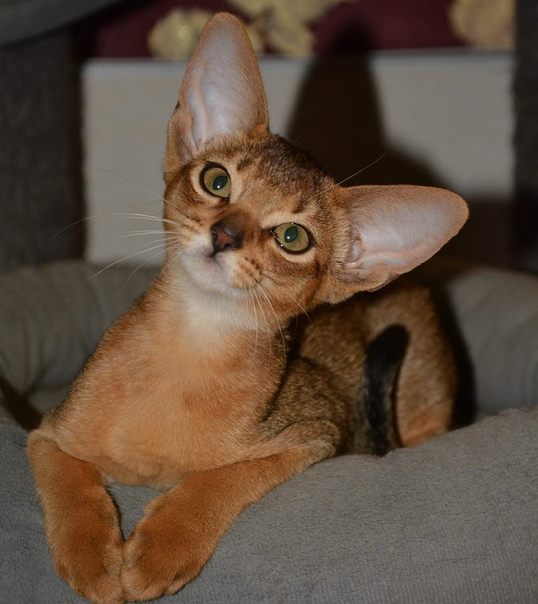 Усатое очарование