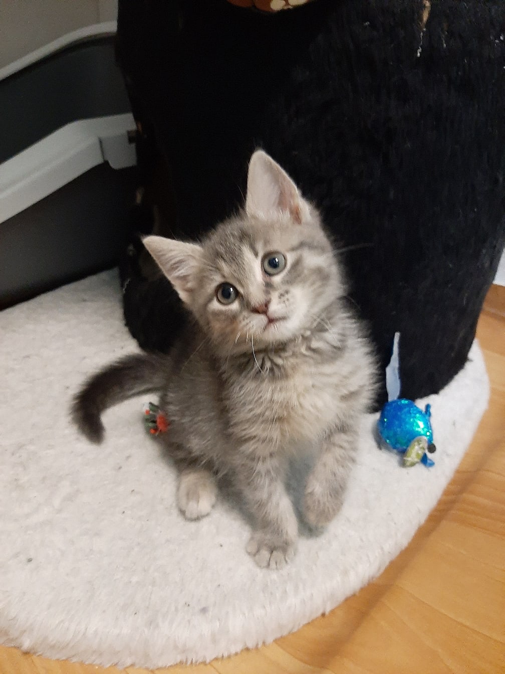 Вы со мной поиграете, а то одному скучно