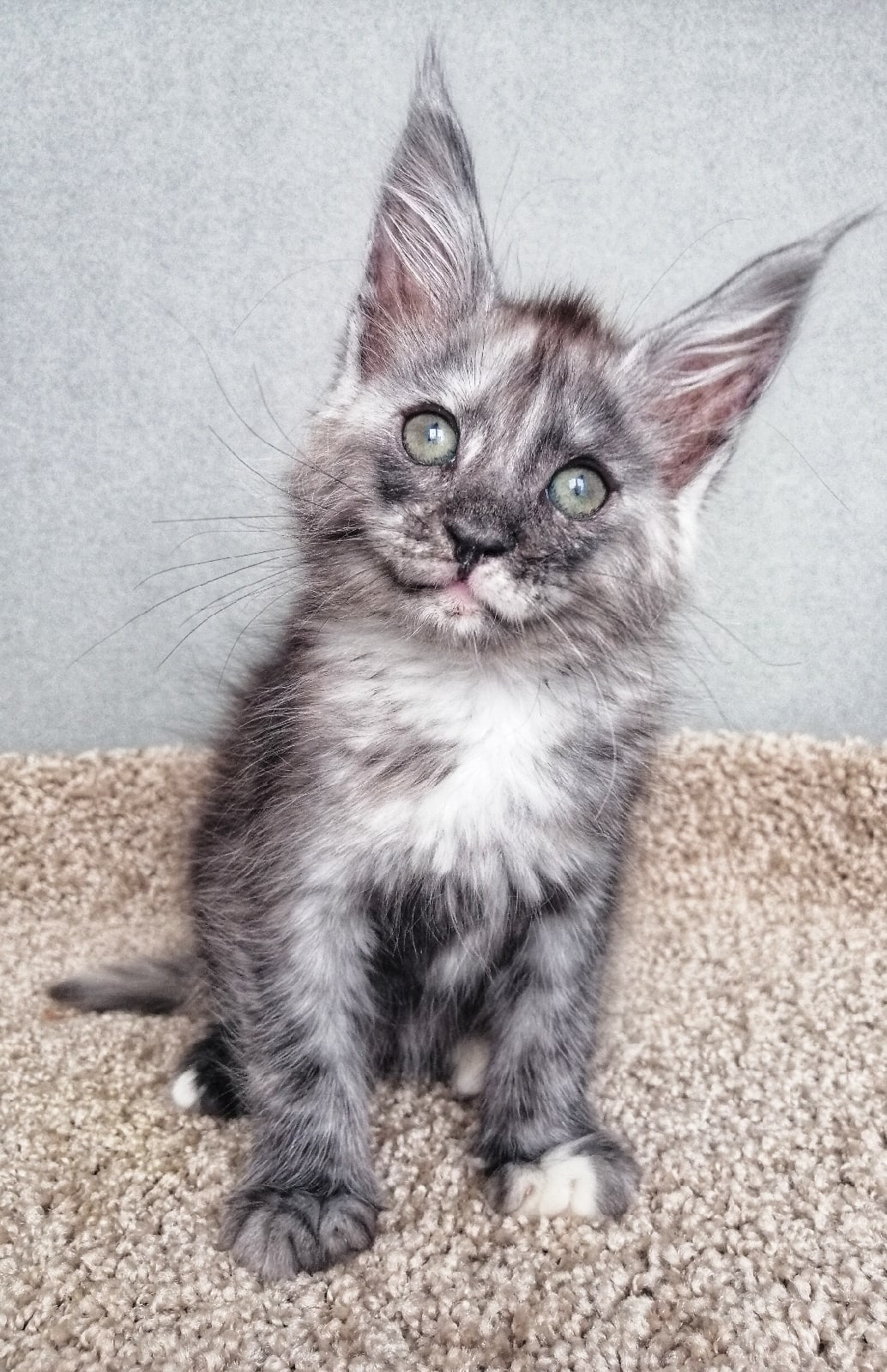 Ушастик улыбака