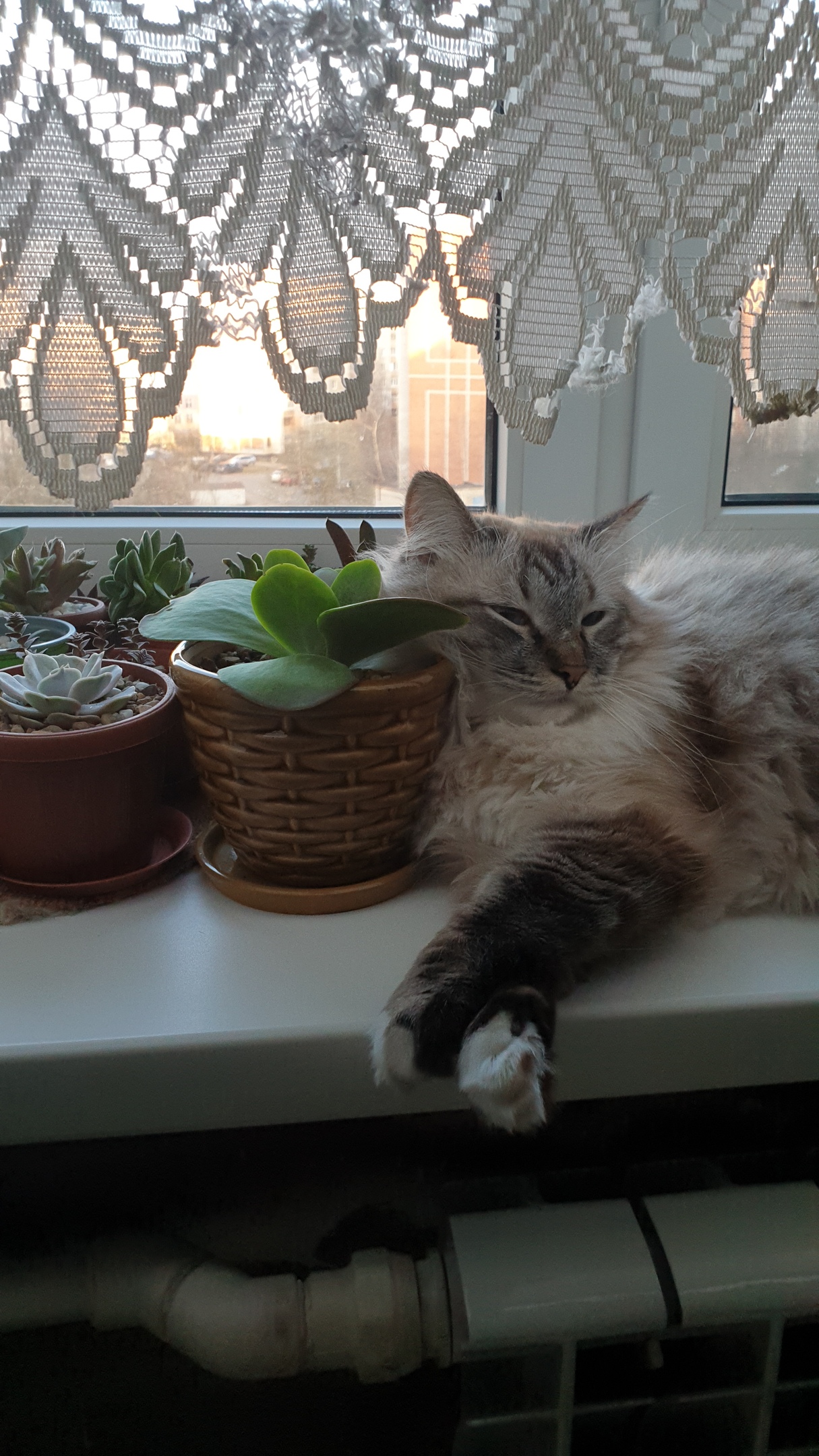 Пускай цветочки послужат мне подушкой