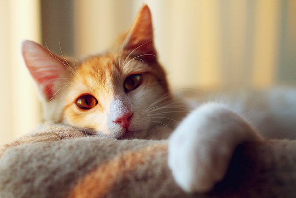 Утром выходного дня не хочется вставать с постели