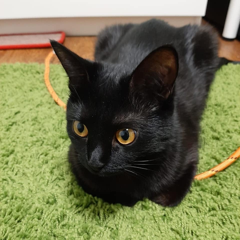 Хоть безпородный, но красавец