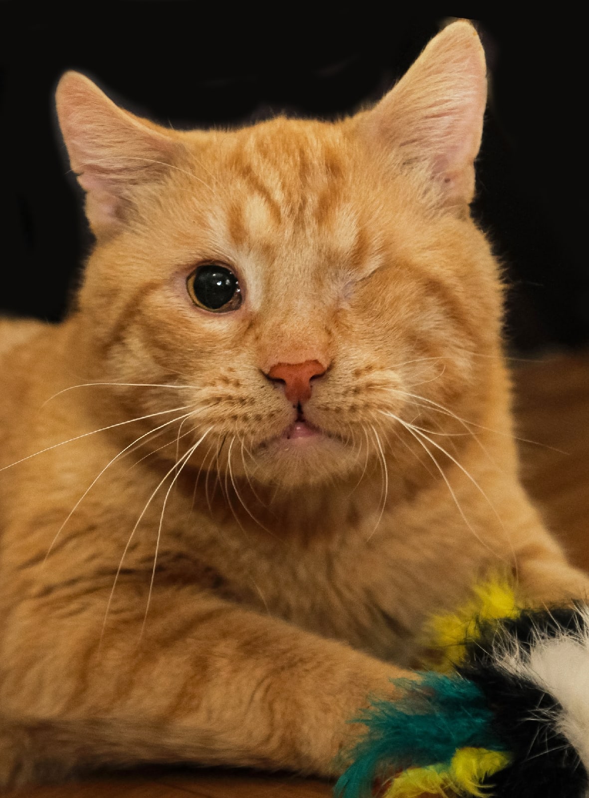 Рыжий Амиго