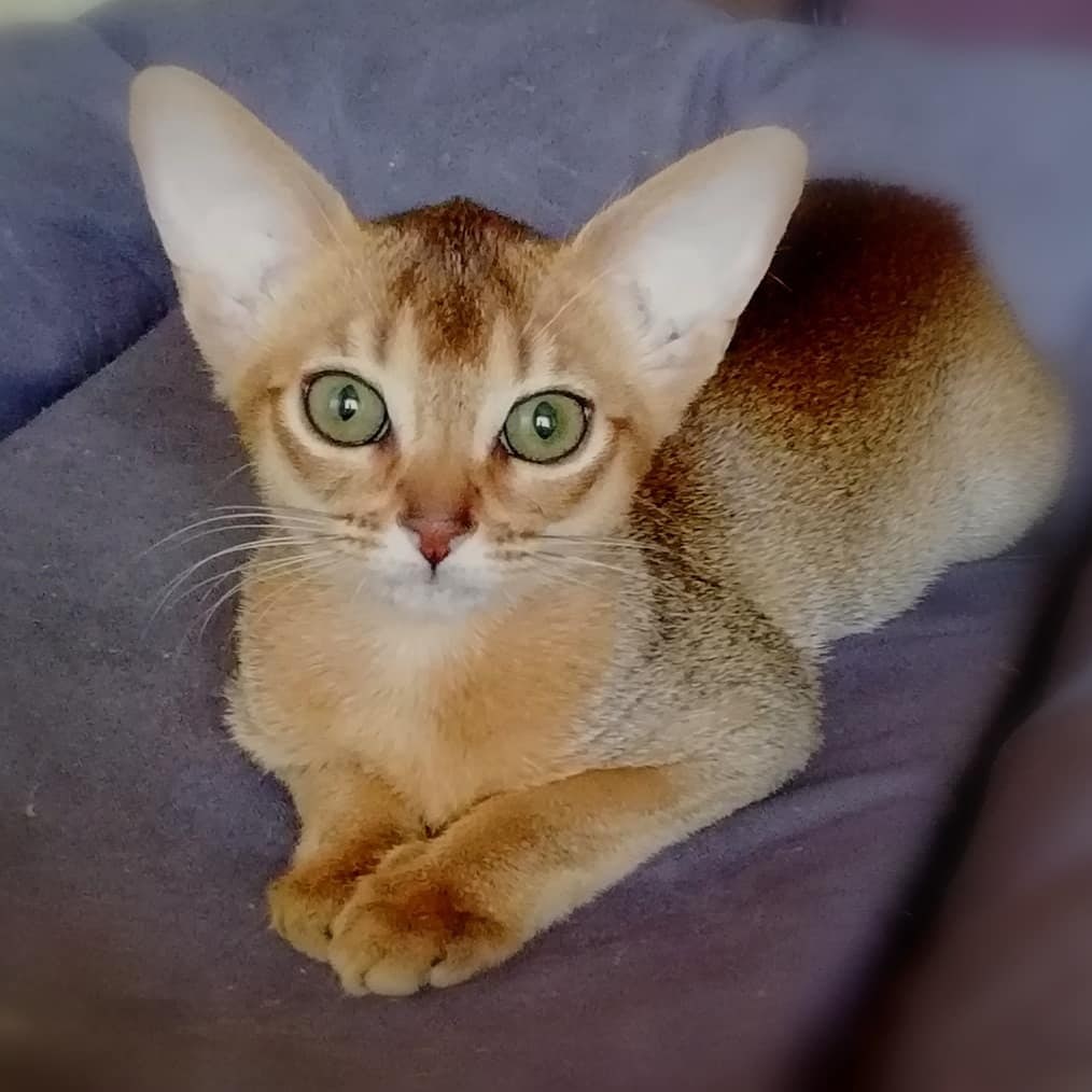 Зеленоглазая скромняжка