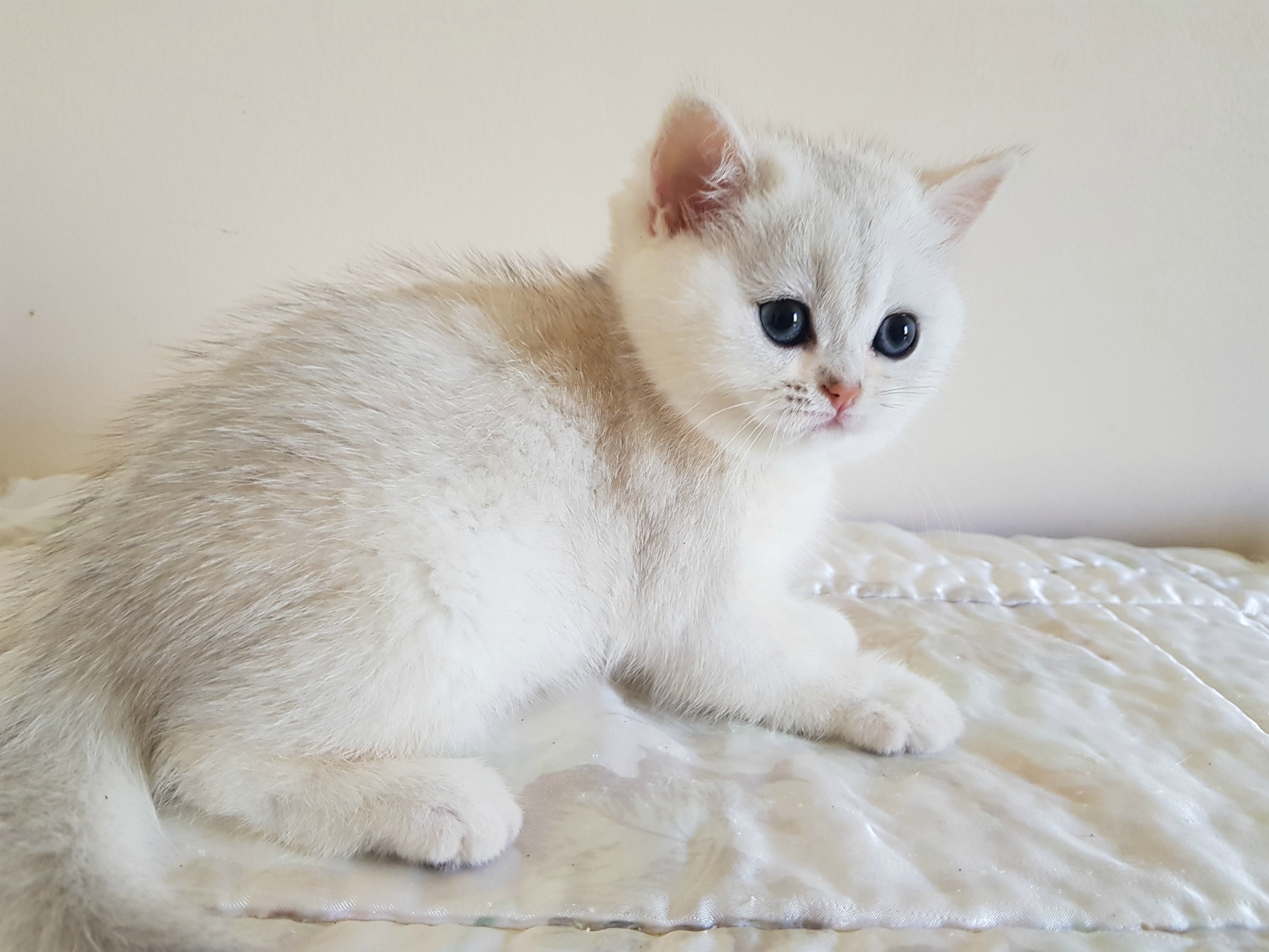 Сейчас рвану, сможете меня поймать