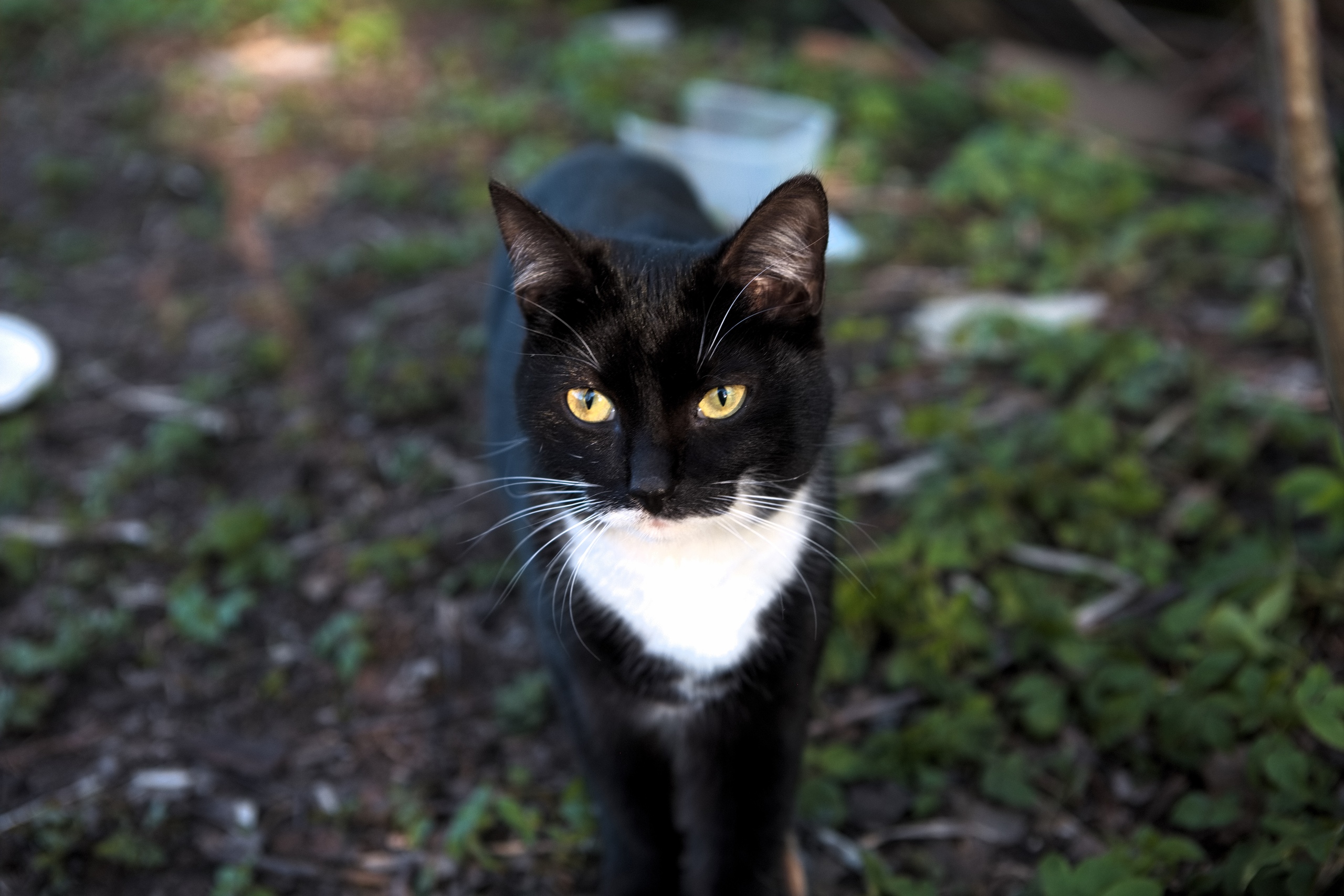 Куда хочу, туда иду