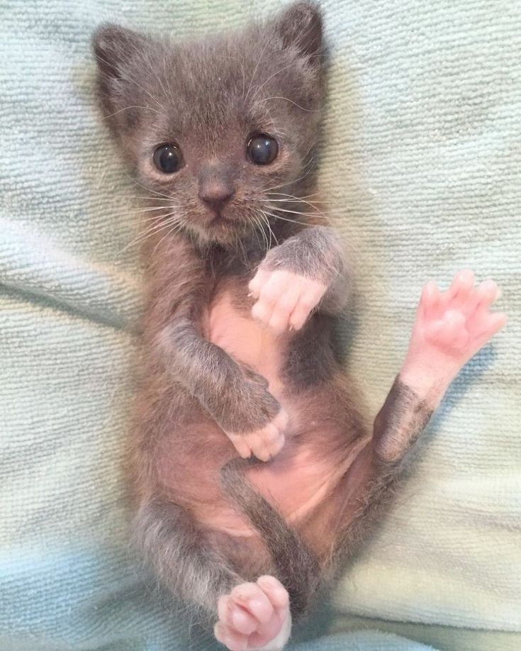 Да вот лежу, животик чухаю