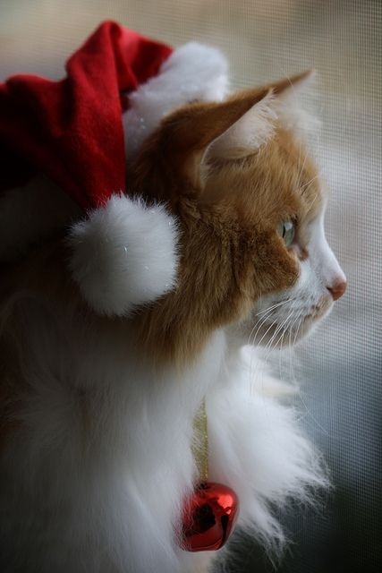 Ну где ты, Новый год