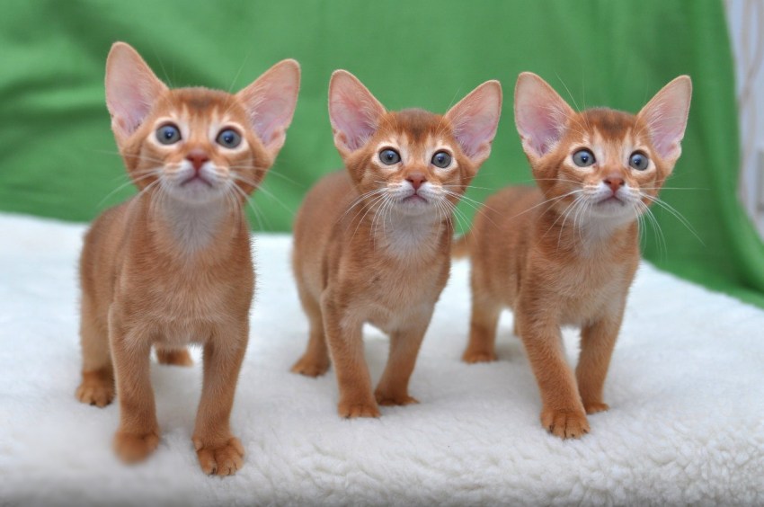 Усатые тройняшки