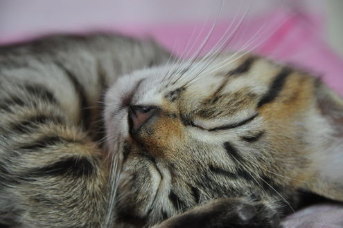 Трудно удержаться, чтобы не потрогать эту милоту