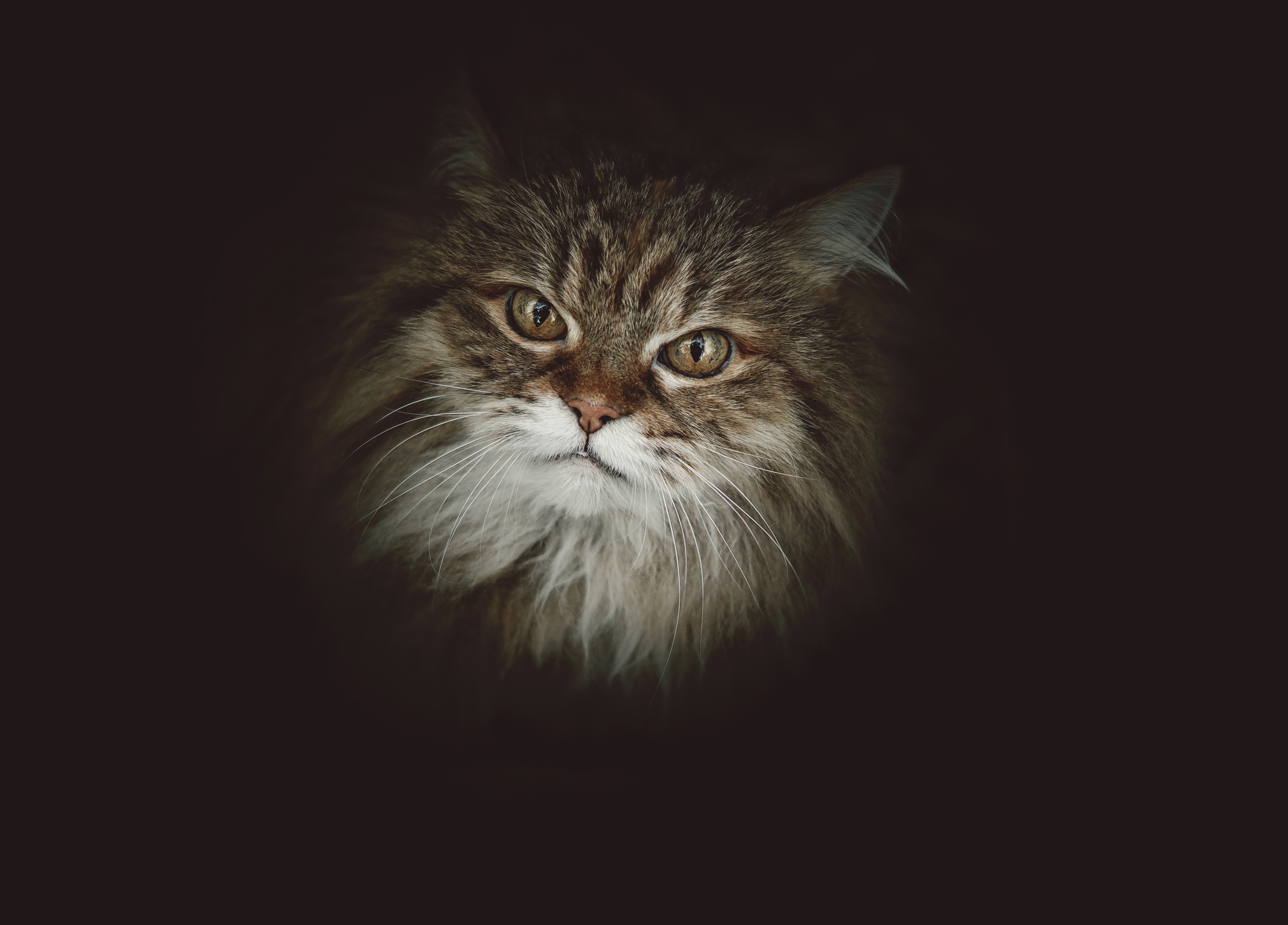 Только бы не столкнуться с таким котом в темноте