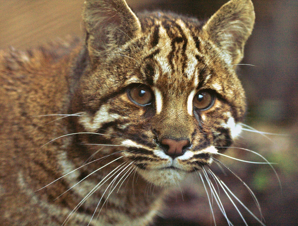 Главное в охоте - это внимание