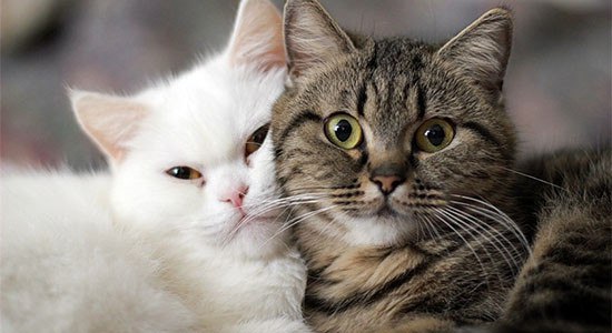 Не мешайте нам, пожалуйста