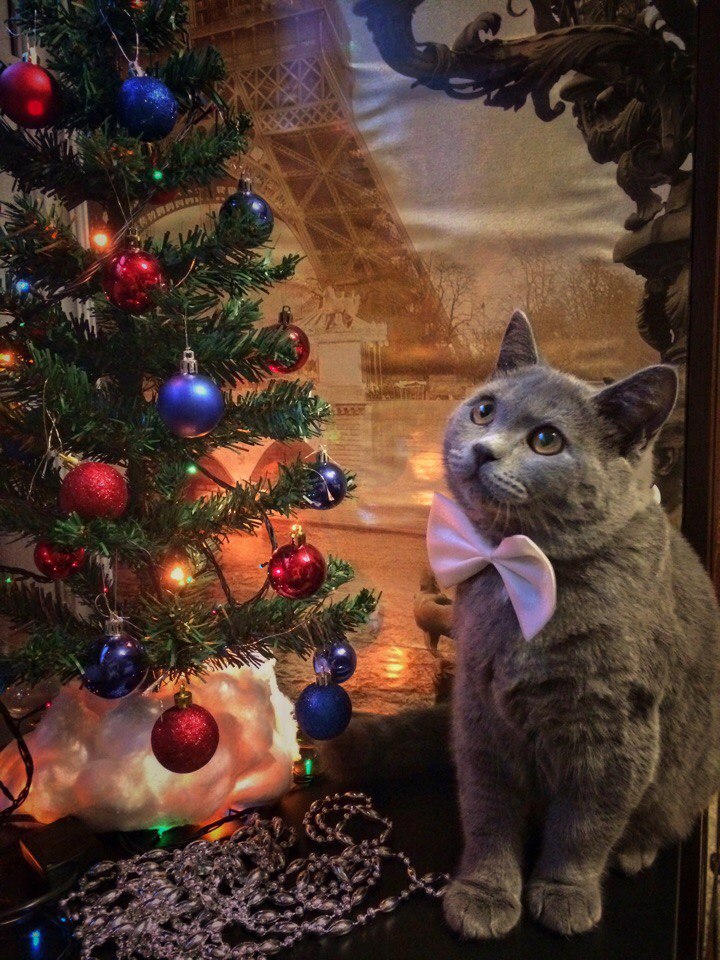 Как же на ёлочку залезть, чтобы она не сломалась