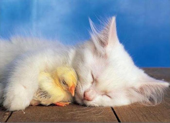 Друзья очаровашки