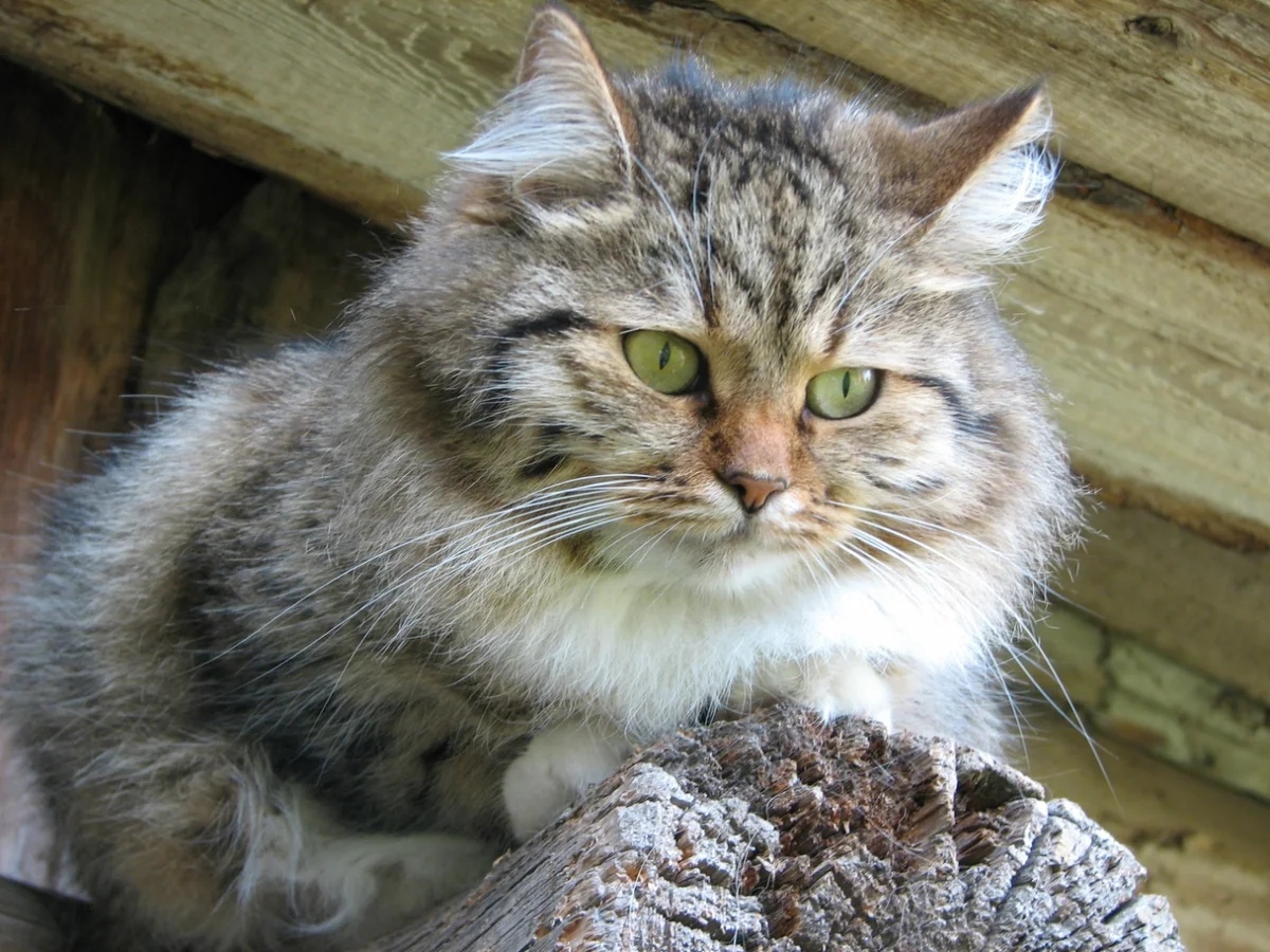 Сторож на посту