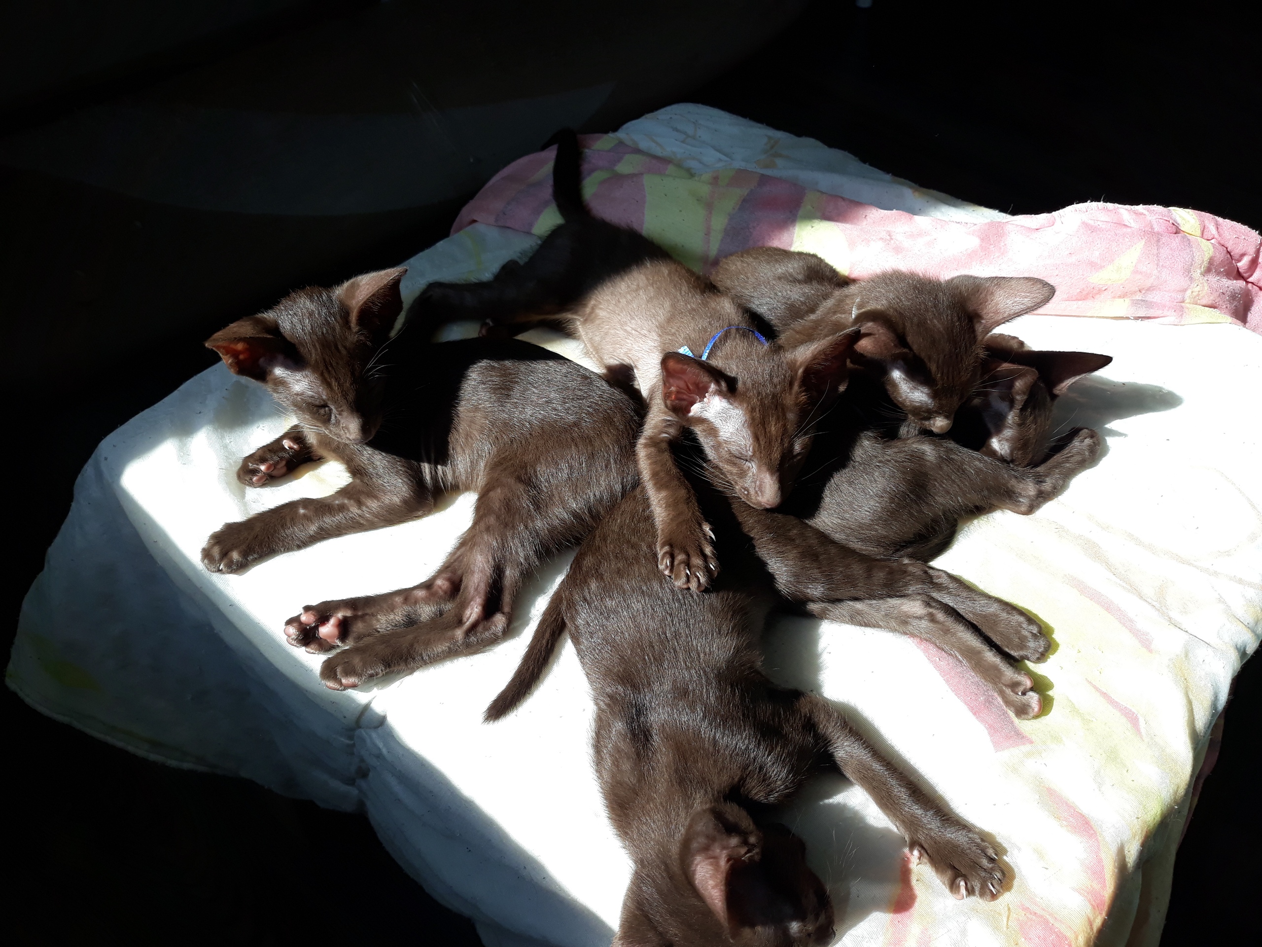 Хоть задом, но рядом