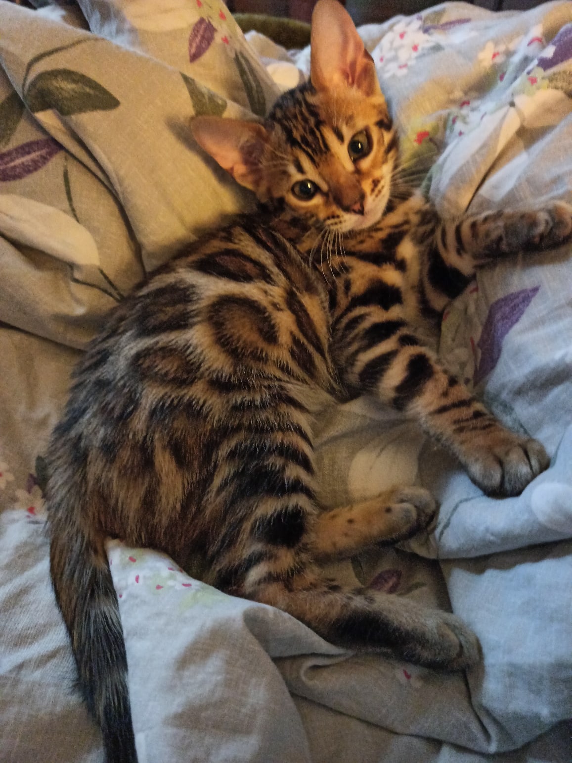 Что то вставать не хочется