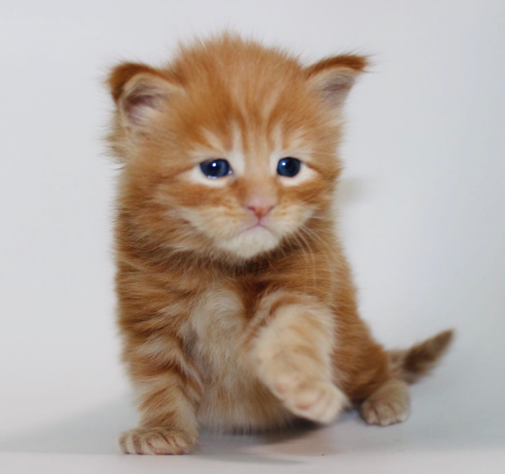 Топ, топ, топает малыш