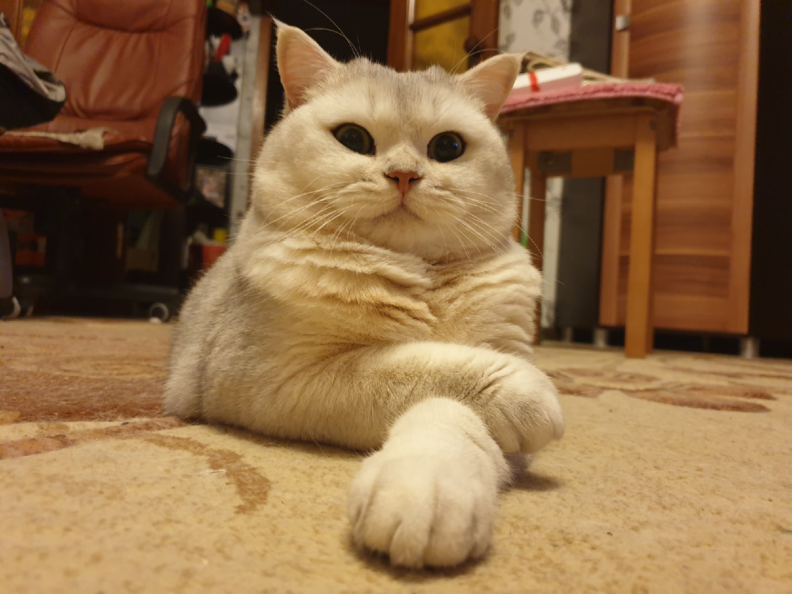 Важнецкий котей