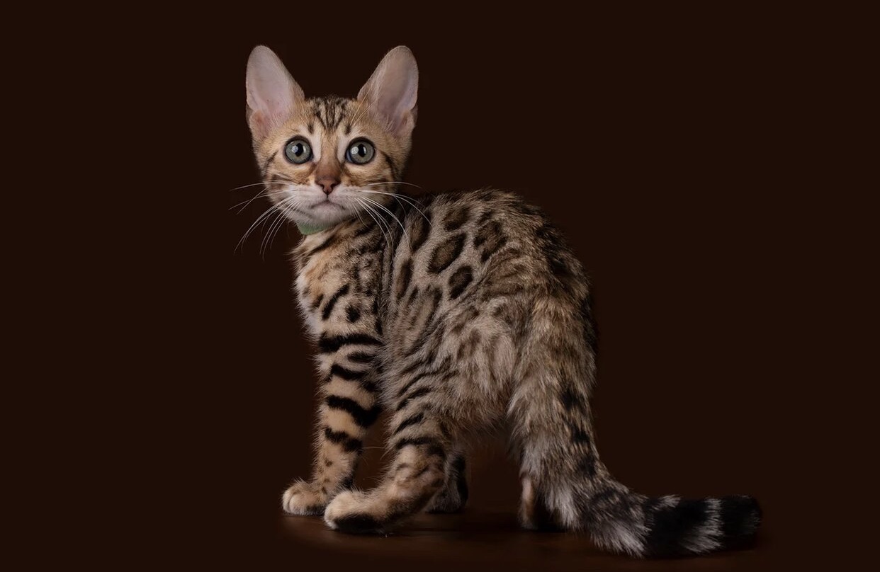 Я повернулся, фотографируйте