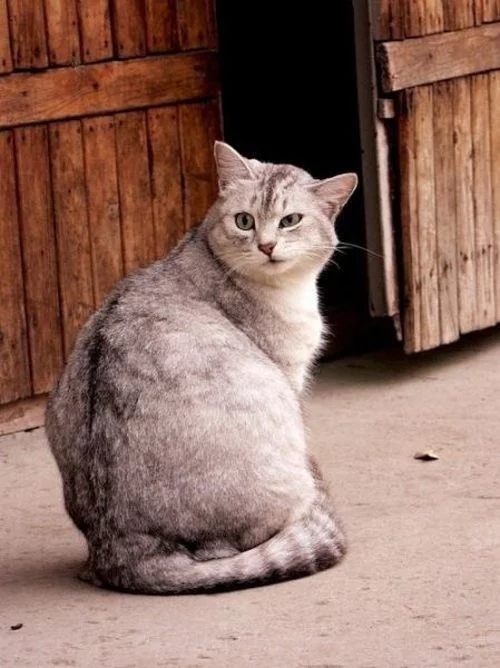 Идти мышей ловить, да запросто