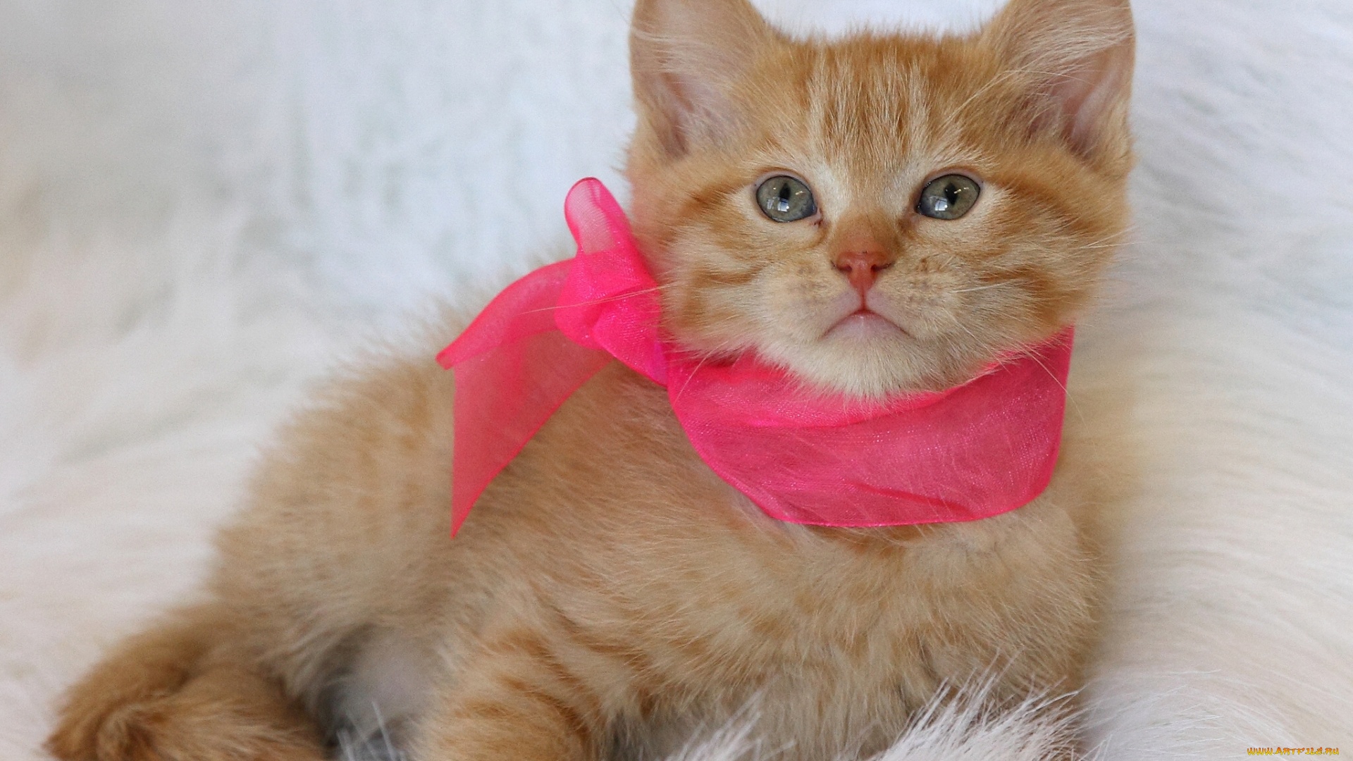 Так, повязали бантик, значит будут гости