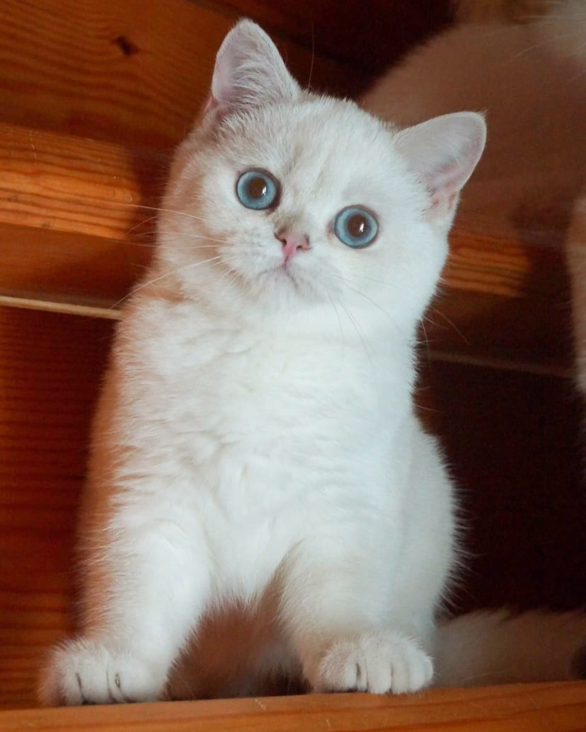 Вы куда, я с Вами