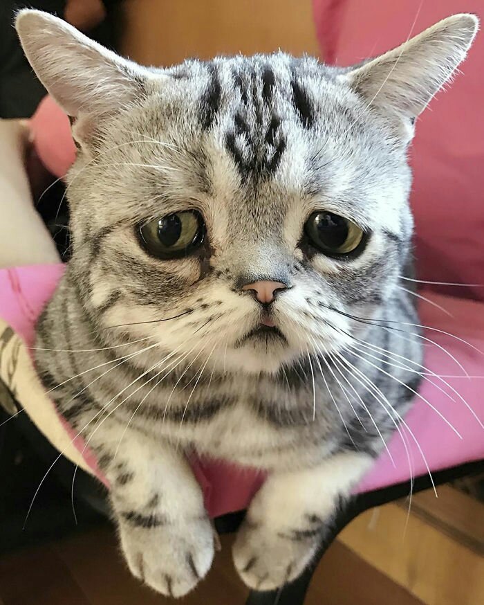 Кто посмел обидеть усатика