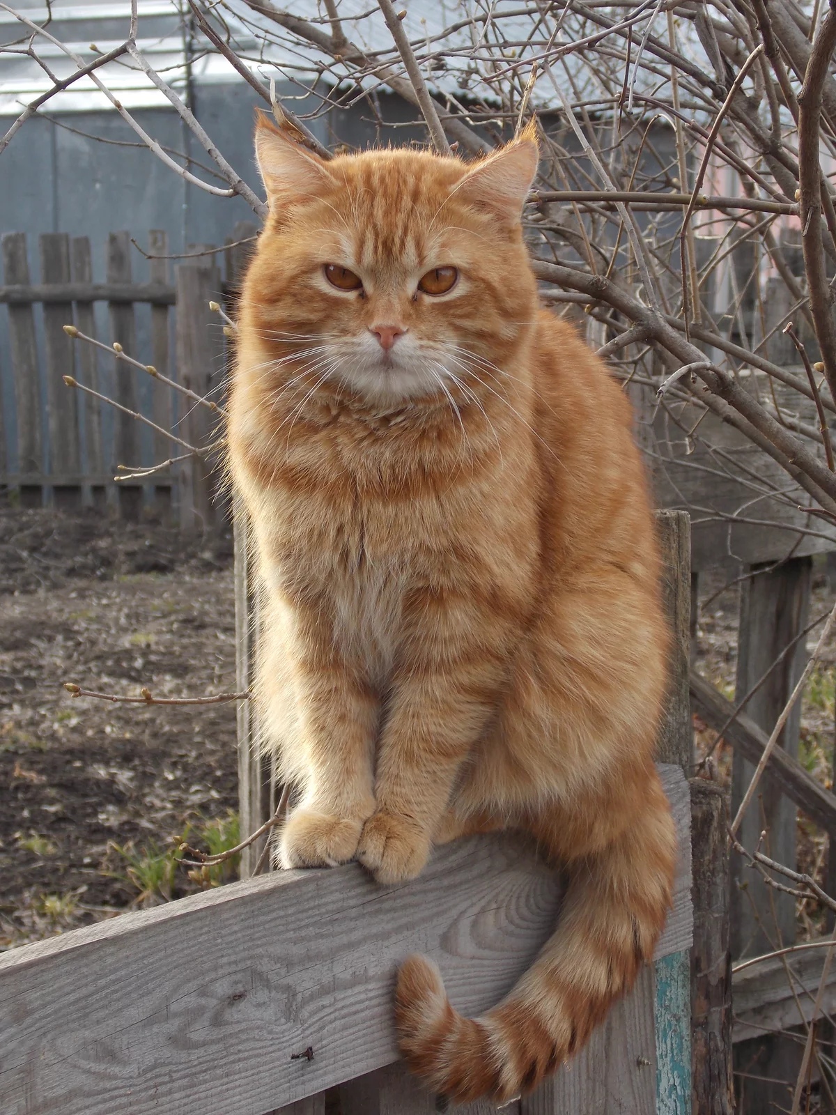Пришла весна, пора женихаться