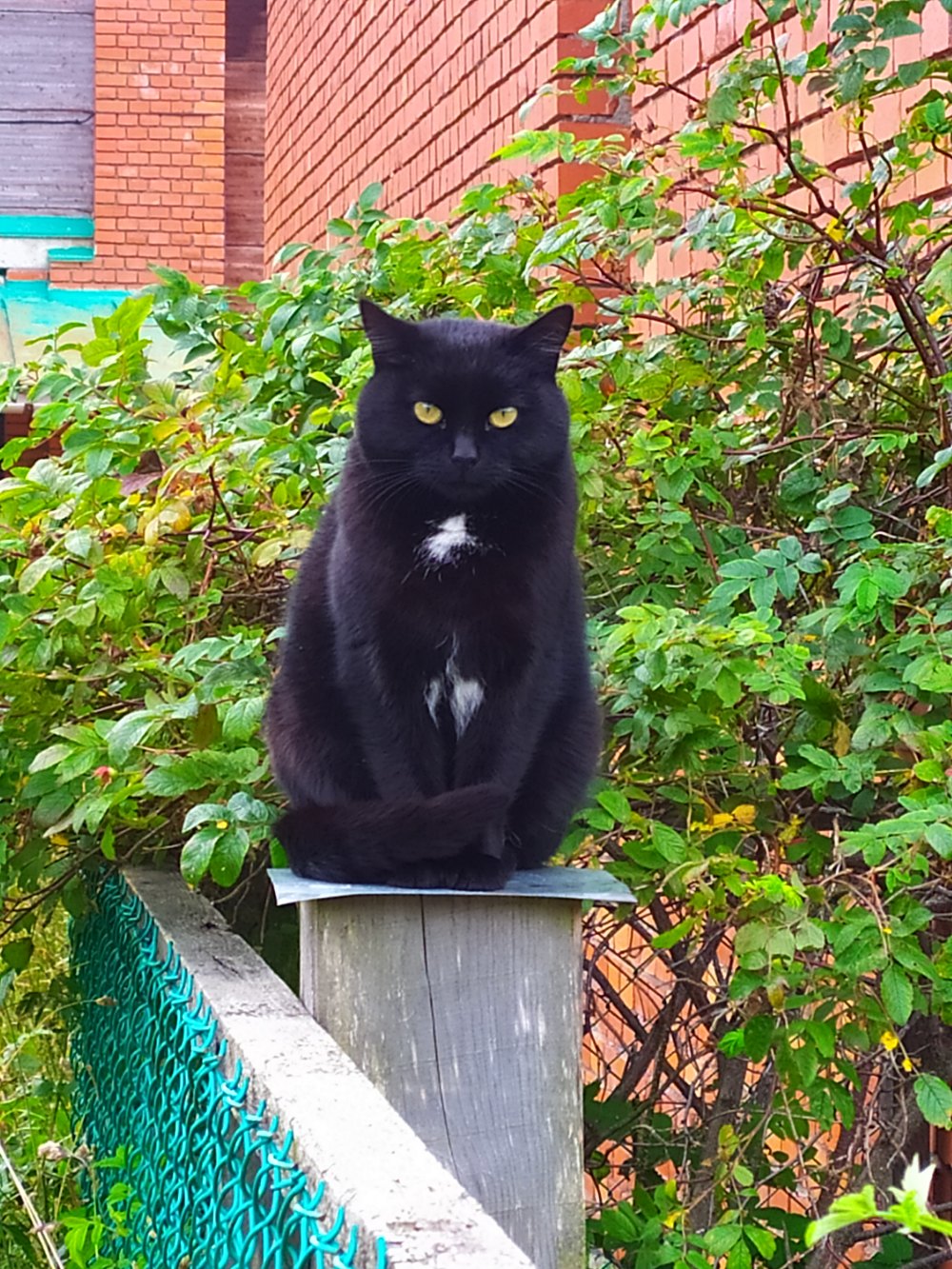 Это мои кусты, а Вы идите мимо