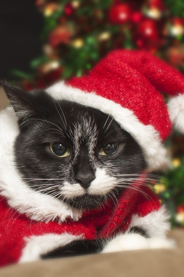 Усатый дед Мороз, настроение Вам принёс