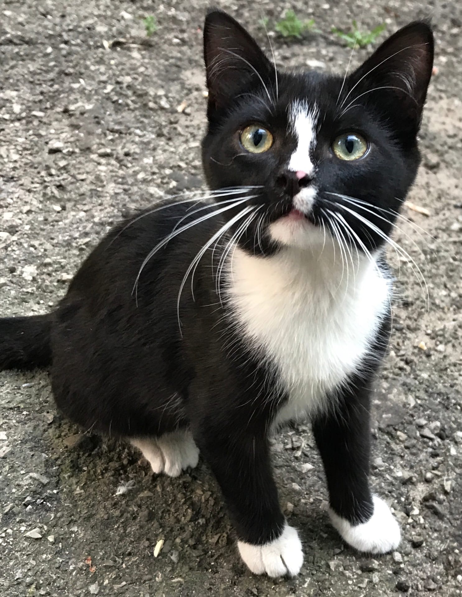 Усатая красотка