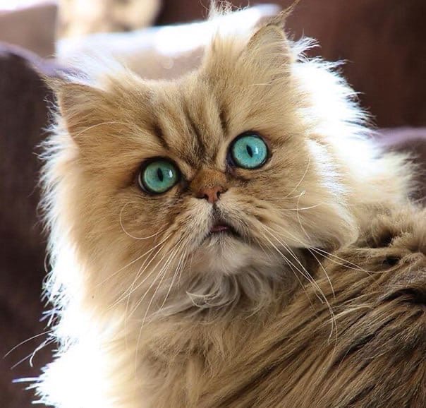 Где Вы увидели сову