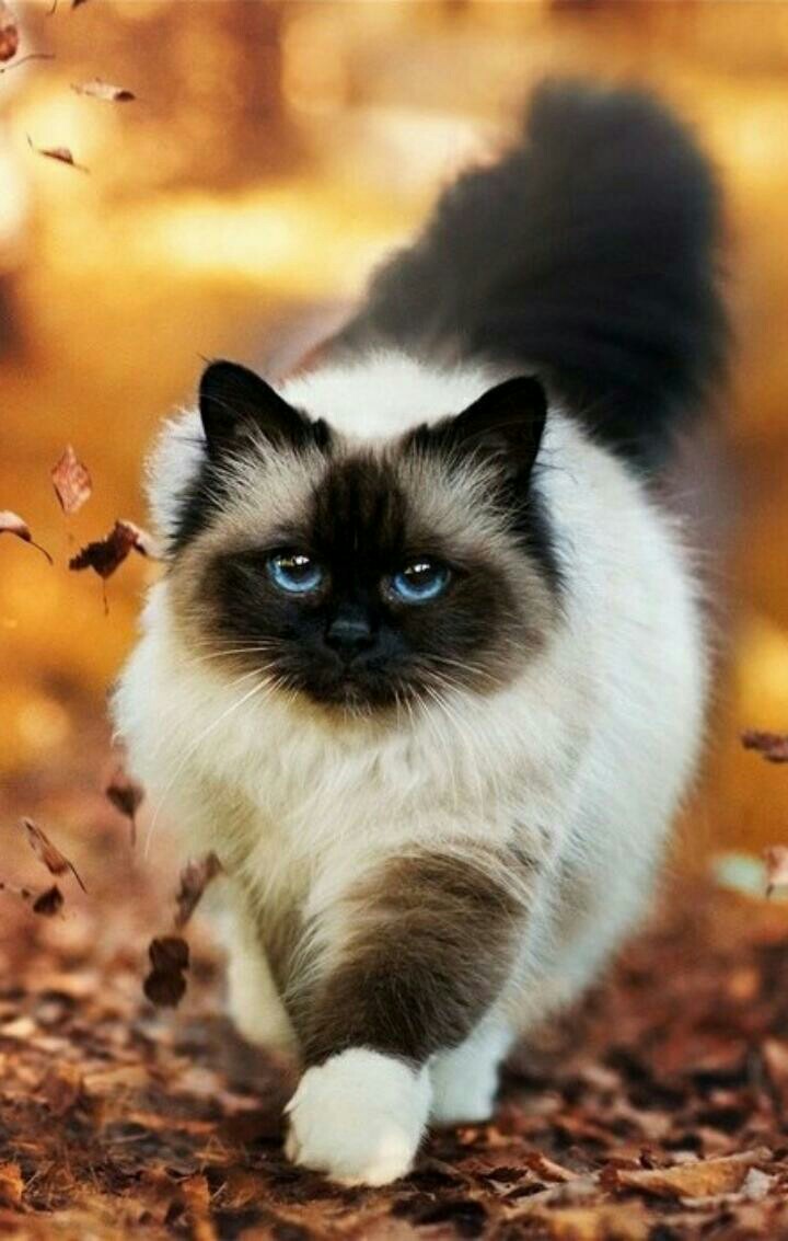 Красотуля осеньнею порой