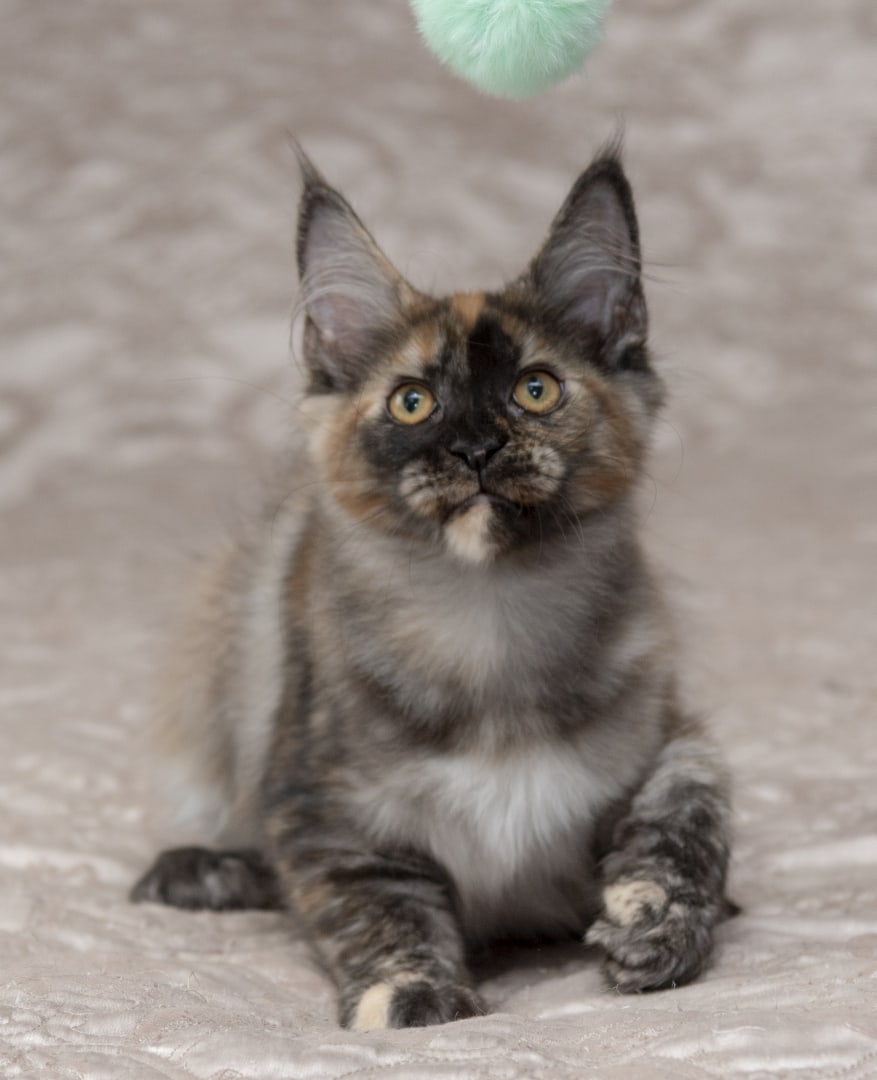 Я люблю свою игрушку