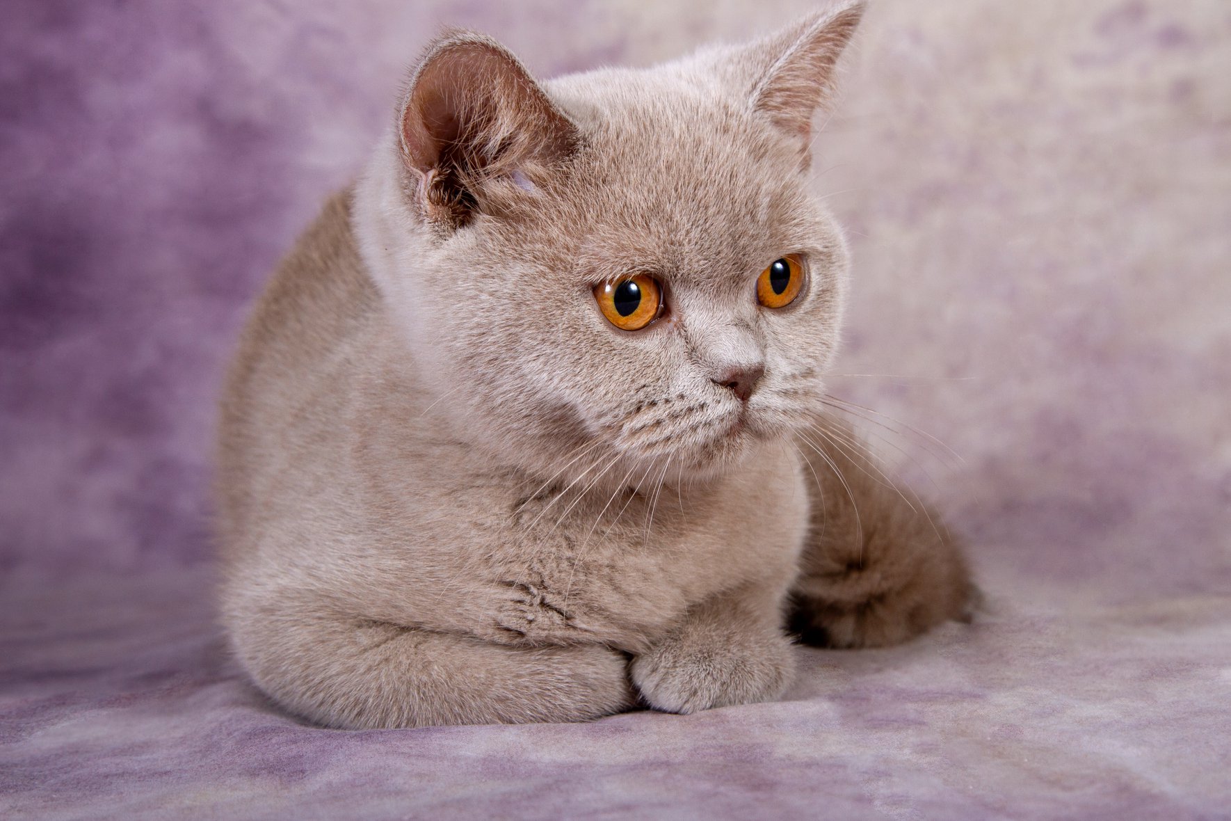 Душевная подружка