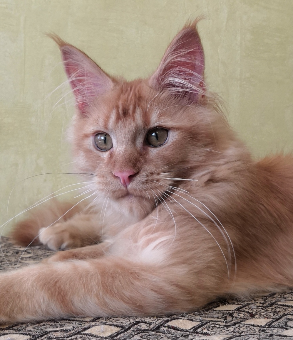 Рыженький добряк