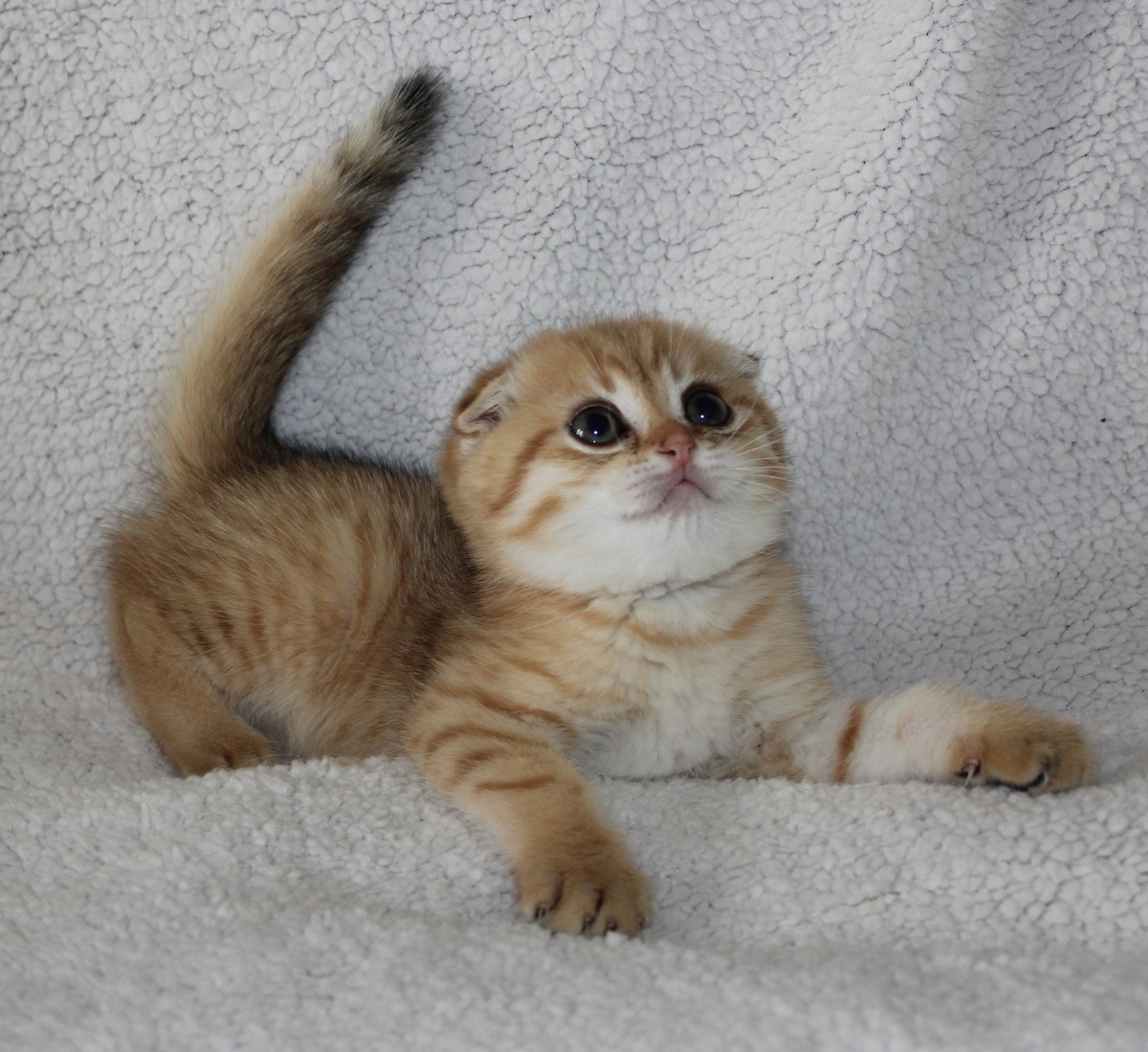 Я страшный зверь