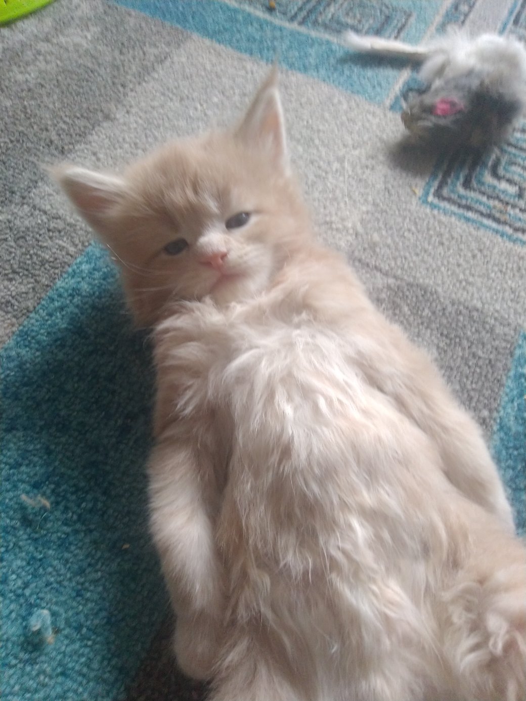 Мышку одолел, дайте отдохнуть победителю