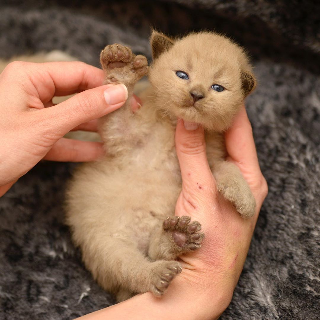 Полидактилия - это просто больше пальчиков