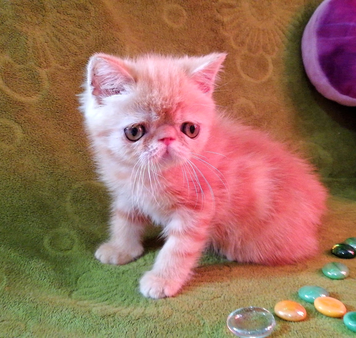 Моё недовольство, это просто видимость