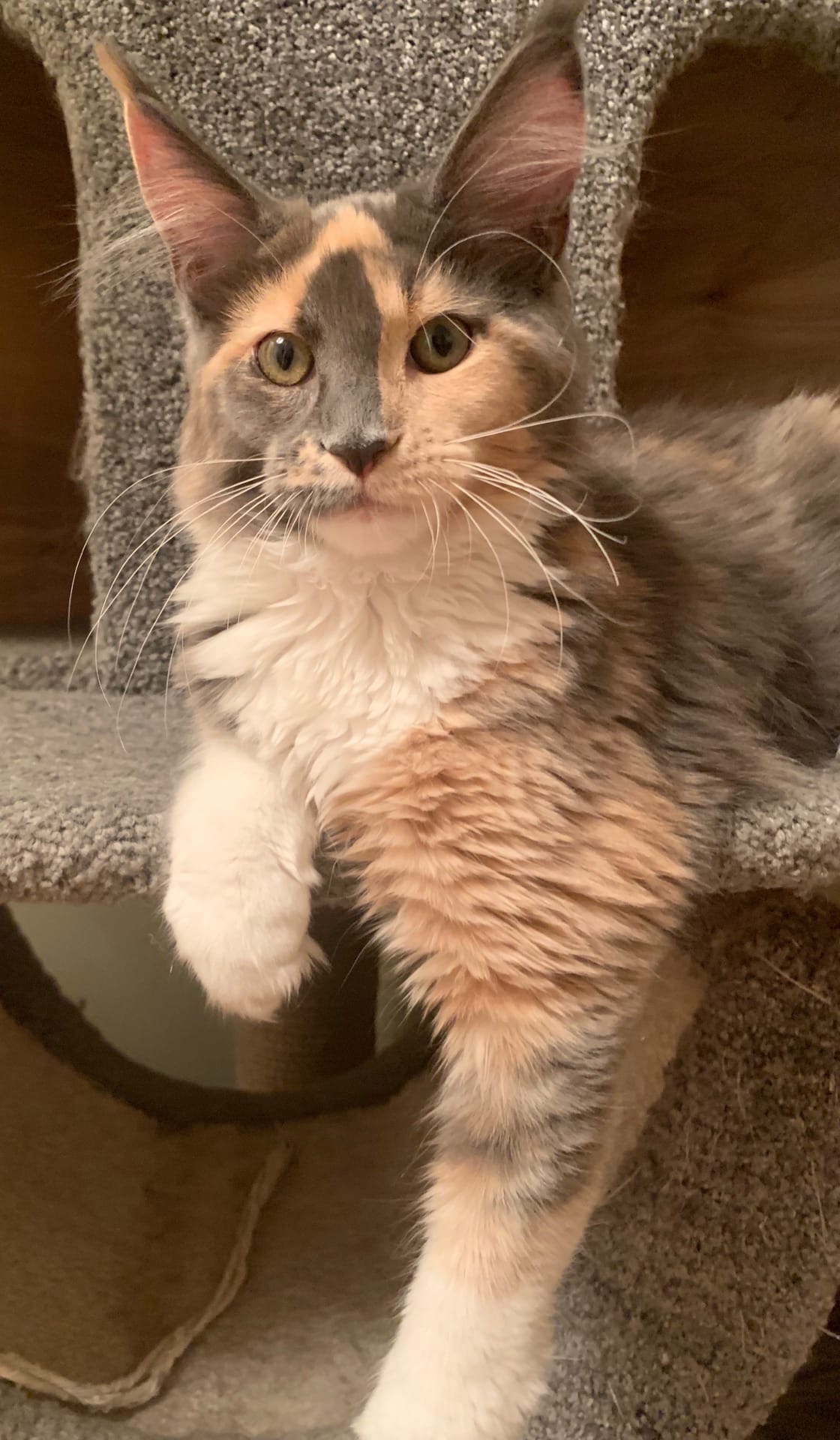 Царица ждёт своих вассалов