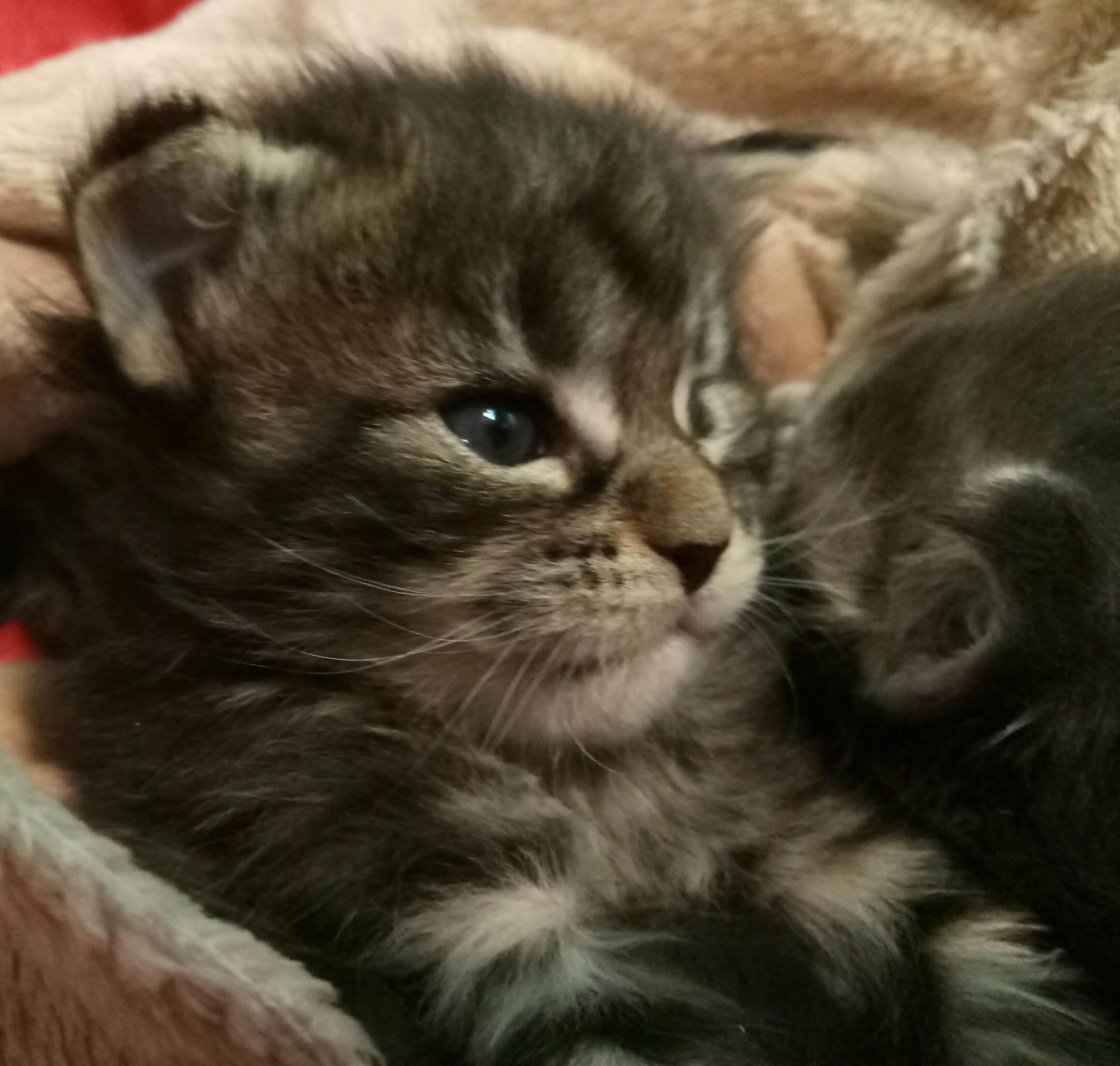 Маленькие любимки