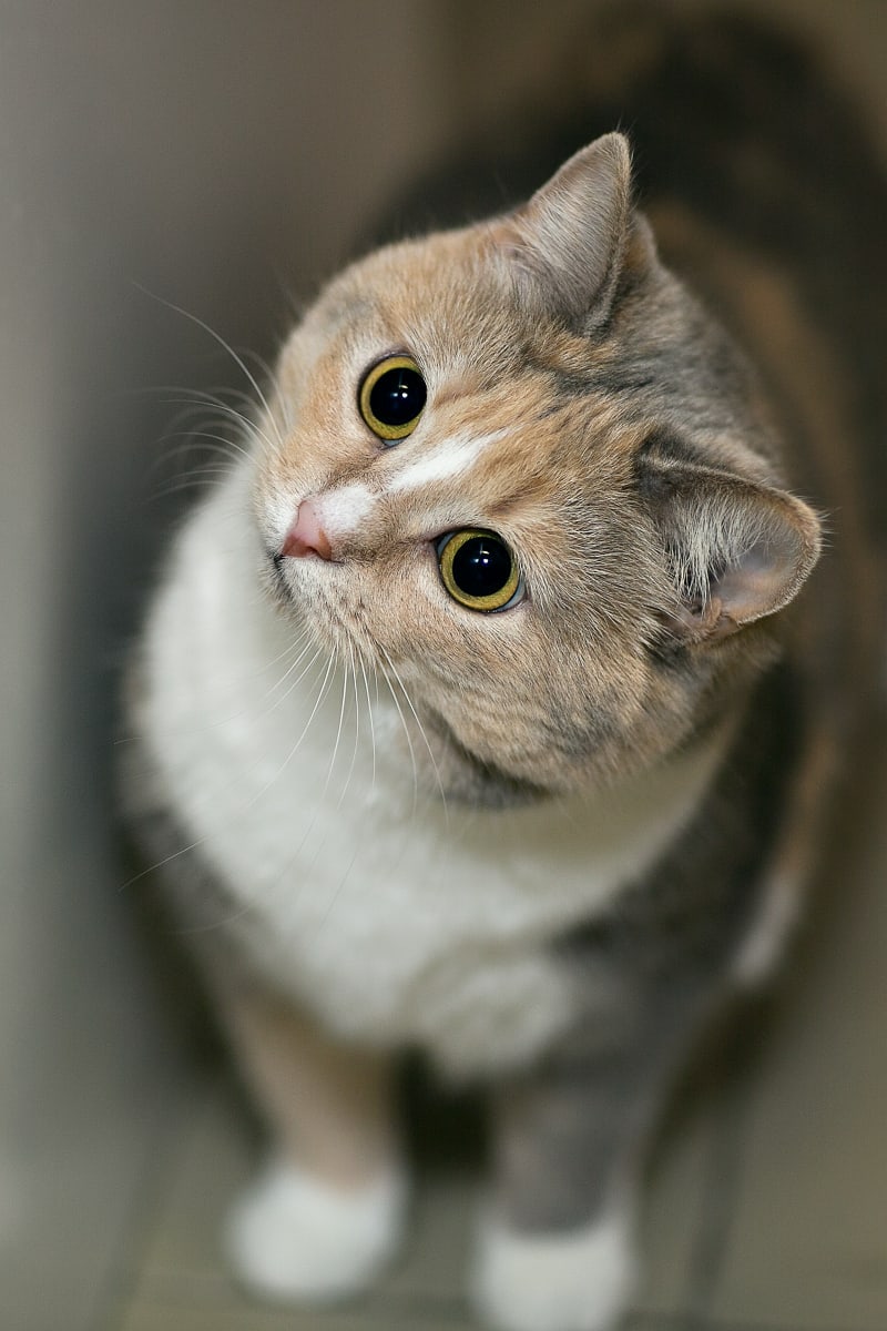 Любопытная девица